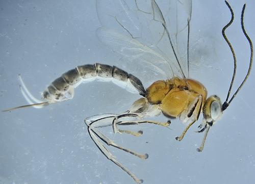Réf. 353 129 : Piogaster sp.